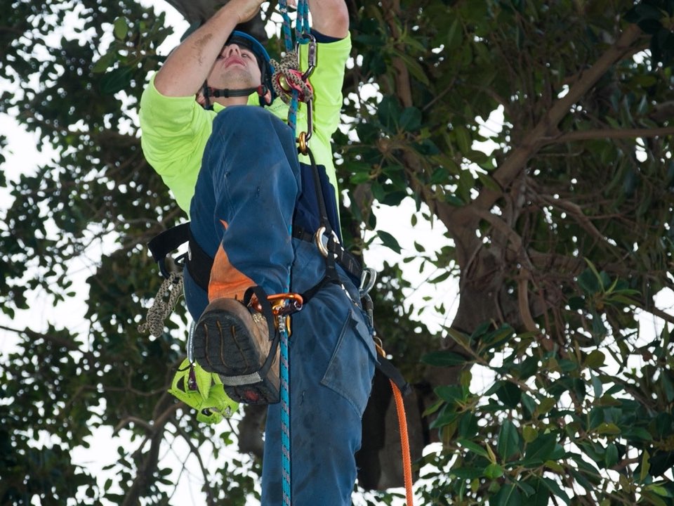 Qualified arborist working in a mature tree during a risk assessment in West Dunbartonshire