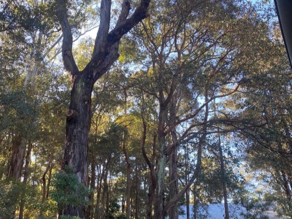 Mature trees in a West Dunbartonshire parkland setting due for routine re-inspection